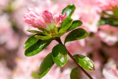 Close up of pink Rhododendron flowers in bloom