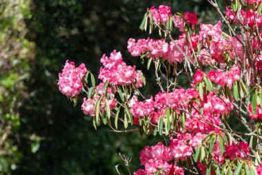 Close up of pink Rhododendron flowers in bloom