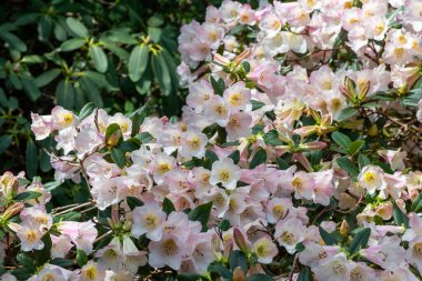 Close up of pink Rhododendron flowers in bloom