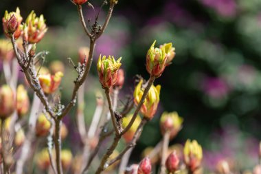 Rododendron çiçeklerinin yaklaşması çiçek açar.