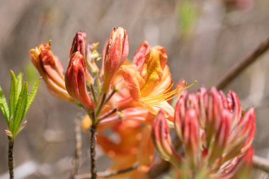 Portakal rengi Rhododendron çiçeklerinin yaklaşması çiçek açar.