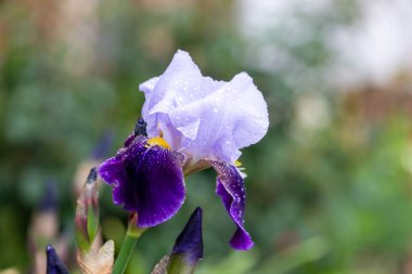 Çiçek açmış mor bir iris çiçeğine yaklaş