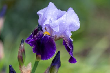 Çiçek açmış mor bir iris çiçeğine yaklaş