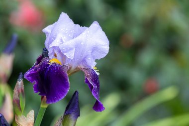 Çiçek açmış mor bir iris çiçeğine yaklaş