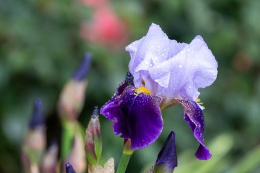 Çiçek açmış mor bir iris çiçeğine yaklaş