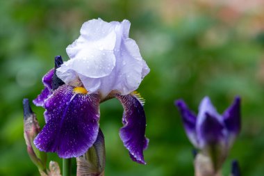 Çiçek açmış mor bir iris çiçeğine yaklaş