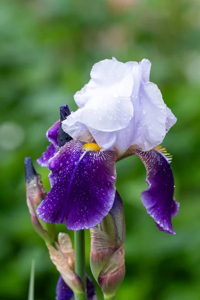 Çiçek açmış mor bir iris çiçeğine yaklaş