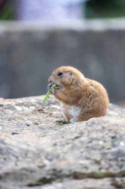 Bir dağ sıçanı portresi (marmota monax) yemek