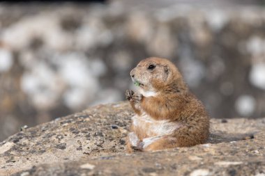 Bir dağ sıçanı portresi (marmota monax) yemek
