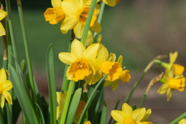 Çiçekler açtığında nergis (narcissus) çiçeklerini kapat