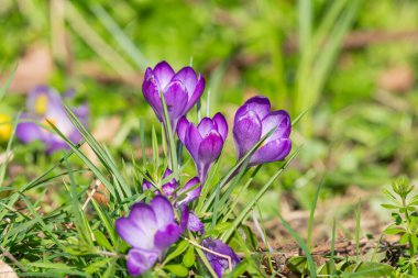 Çiçek açan mor bahar timsahlarına (crocus vernus) yakın çekim