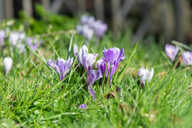 Çiçek açan mor ve beyaz çizgili bahar timsahlarına (crocus vernus) yakın plan