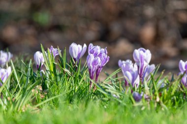 Çiçek açan mor ve beyaz çizgili bahar timsahlarına (crocus vernus) yakın plan