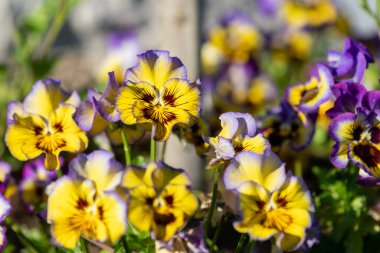 Çiçek açmış sarı hanım evlatlarına yaklaş