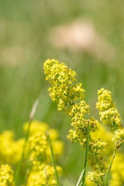 Çiçekler açan bayanlar yatak örtüsü (galium verum)