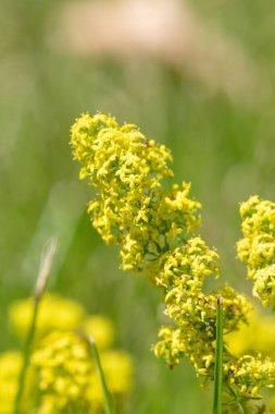 Çiçekler açan bayanlar yatak örtüsü (galium verum)