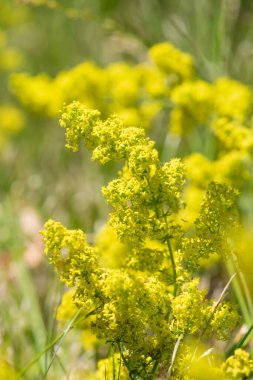 Çiçekler açan bayanlar yatak örtüsü (galium verum)