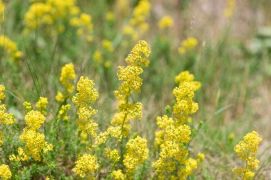 Çiçekler açan bayanlar yatak örtüsü (galium verum)