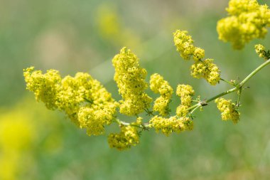 Çiçekler açan bayanlar yatak örtüsü (galium verum)
