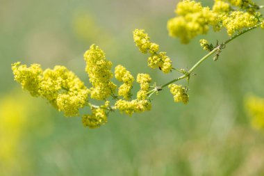 Çiçekler açan bayanlar yatak örtüsü (galium verum)