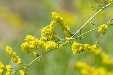 Çiçekler açan bayanlar yatak örtüsü (galium verum)