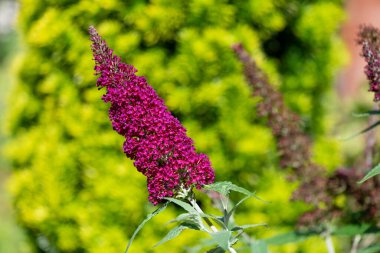 Vızıldayan mor bir kelebek çalısı üzerindeki pembe çiçekleri kapat (buddleja davidii)
