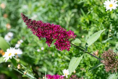 Vızıldayan mor bir kelebek çalısı üzerindeki pembe çiçekleri kapat (buddleja davidii)