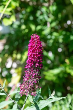 Vızıldayan mor bir kelebek çalısı üzerindeki pembe çiçekleri kapat (buddleja davidii)