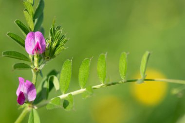 Çiçeklerin çiçek açtığı ortak bir nokta (vicia sativa) var.