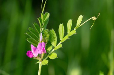 Çiçeklerin çiçek açtığı ortak bir nokta (vicia sativa) var.