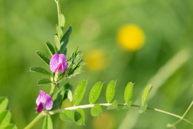Çiy damlacıklarıyla kaplanmış genel bir 