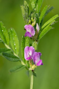 Çiy damlacıklarıyla kaplanmış genel bir 