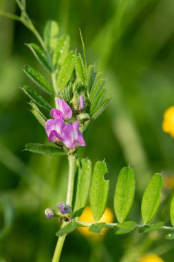 Çiy damlacıklarıyla kaplanmış genel bir 