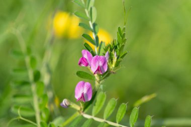 Çiçeklerin çiçek açtığı ortak bir nokta (vicia sativa) var.