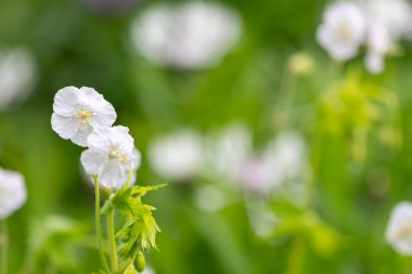 Beyaz esmer turnaların gagasını kapat (sardunya phaeum) çiçek açmış