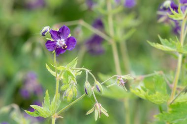 Esmer turnaların gagasını kapat (sardunya fatihi) çiçeklerin açtığı