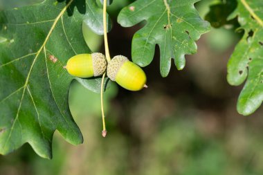 İngiliz meşe ağacındaki meşe palamudunu kapat (quercus robur)