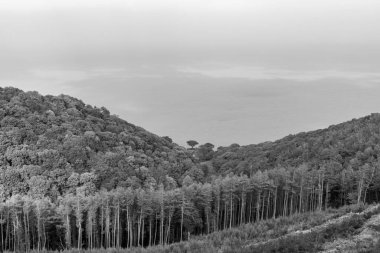 Glenthorne 'un Exmoor Ulusal Parkı' ndaki siyah beyaz fotoğrafı