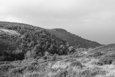 Glenthorne 'un Exmoor Ulusal Parkı' ndaki siyah beyaz fotoğrafı