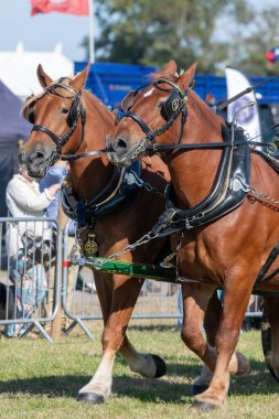Dorchester. Dorset.Birleşik Krallık. 6 Ekim 2025. Dorset İlçe Şovu 'nda bir at arabası çekiyorlar.