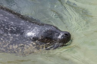Suda yüzen bir foca vitulina (foca vitulina) yavrusuna yakın dur.