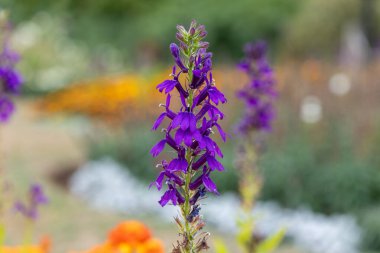 Mor bir kardinal çiçeğine (lobelia cardinalis) çiçek açarken yaklaş