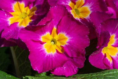 Çiçek açmış pembe polyanthus çuha çiçeklerine yakın