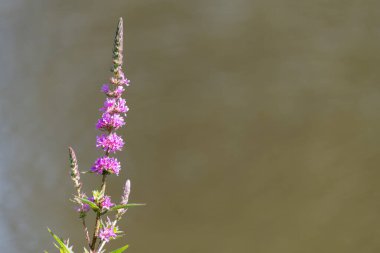 Çiçekler açan mor gevşeme (lythrum salicaria) çiçeklerine yaklaş