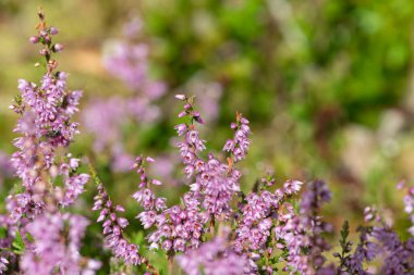 Çiçek açarken ortak fundaya (calluna vulgaris) yaklaş