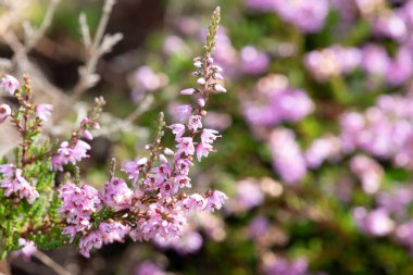 Çiçek açarken ortak fundaya (calluna vulgaris) yaklaş