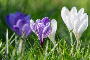 Çiçek açan mor ve beyaz çizgili bahar çiçeğinin (crocus vernus) kapağını kapat