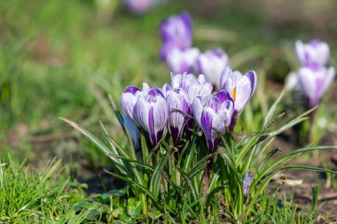 Çiçek açan mor ve beyaz çizgili bahar timsahlarına (crocus vernus) yakın plan