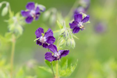 Esmer turnaların gagasını kapat (sardunya fatihi) çiçeklerin açtığı