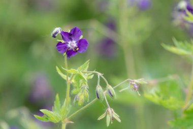 Esmer turnaların gagasını kapat (sardunya fatihi) çiçeklerin açtığı